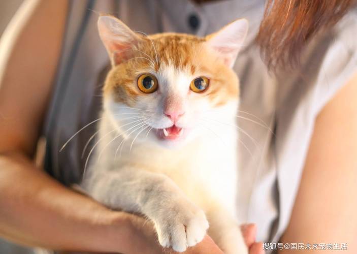 猫咪发情吃什么药,猫咪发情吃什么药不让它发情-第3张图片-后鲨宠物 猫咪发情吃什么药,猫咪发情吃什么药不让它发情-第3张图片-后鲨宠物