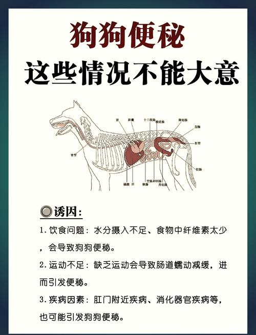 狗狗便秘吃什么药,狗狗便秘怎么办最快最有效-第3张图片-后鲨宠物 狗狗便秘吃什么药,狗狗便秘怎么办最快最有效-第3张图片-后鲨宠物