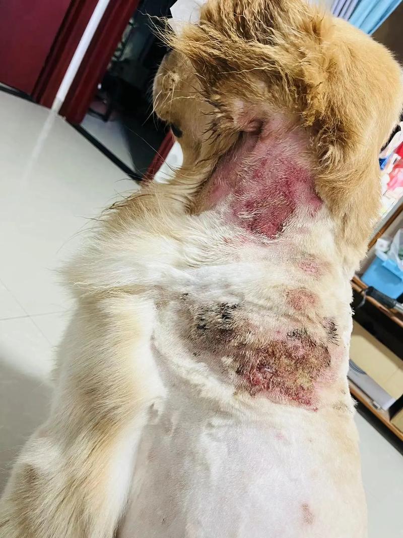 狗狗上火的症状,狗狗上火的症状吃什么药-第4张图片-后鲨宠物 狗狗上火的症状,狗狗上火的症状吃什么药-第4张图片-后鲨宠物