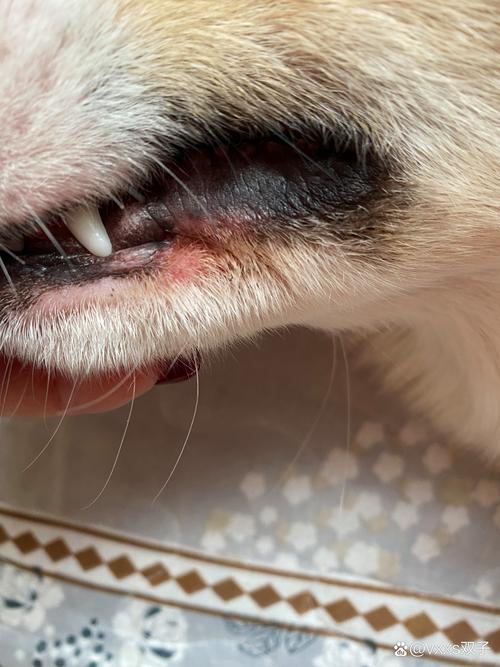 狗狗上火的症状,狗狗上火的症状吃什么药-第5张图片-后鲨宠物 狗狗上火的症状,狗狗上火的症状吃什么药-第5张图片-后鲨宠物