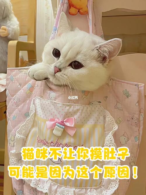 猫咪为什么不让摸肚子,猫咪为何不让摸肚子-第3张图片-后鲨宠物 猫咪为什么不让摸肚子,猫咪为何不让摸肚子-第3张图片-后鲨宠物