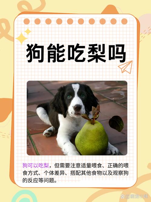 狗狗可不可以吃梨_狗狗能吃梨吗?-第5张图片-后鲨宠物 狗狗可不可以吃梨_狗狗能吃梨吗?-第5张图片-后鲨宠物