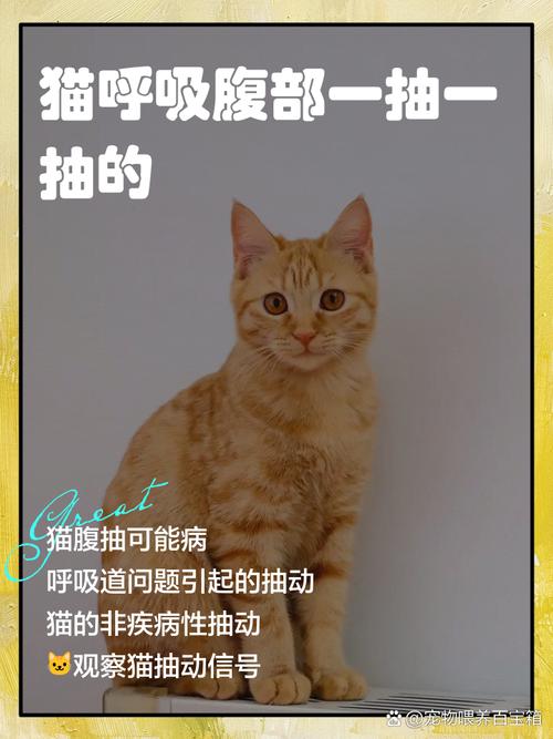 猫咪肚子抽搐怎么回事,猫咪肚子抽搐是什么情况-第4张图片-后鲨宠物 猫咪肚子抽搐怎么回事,猫咪肚子抽搐是什么情况-第4张图片-后鲨宠物