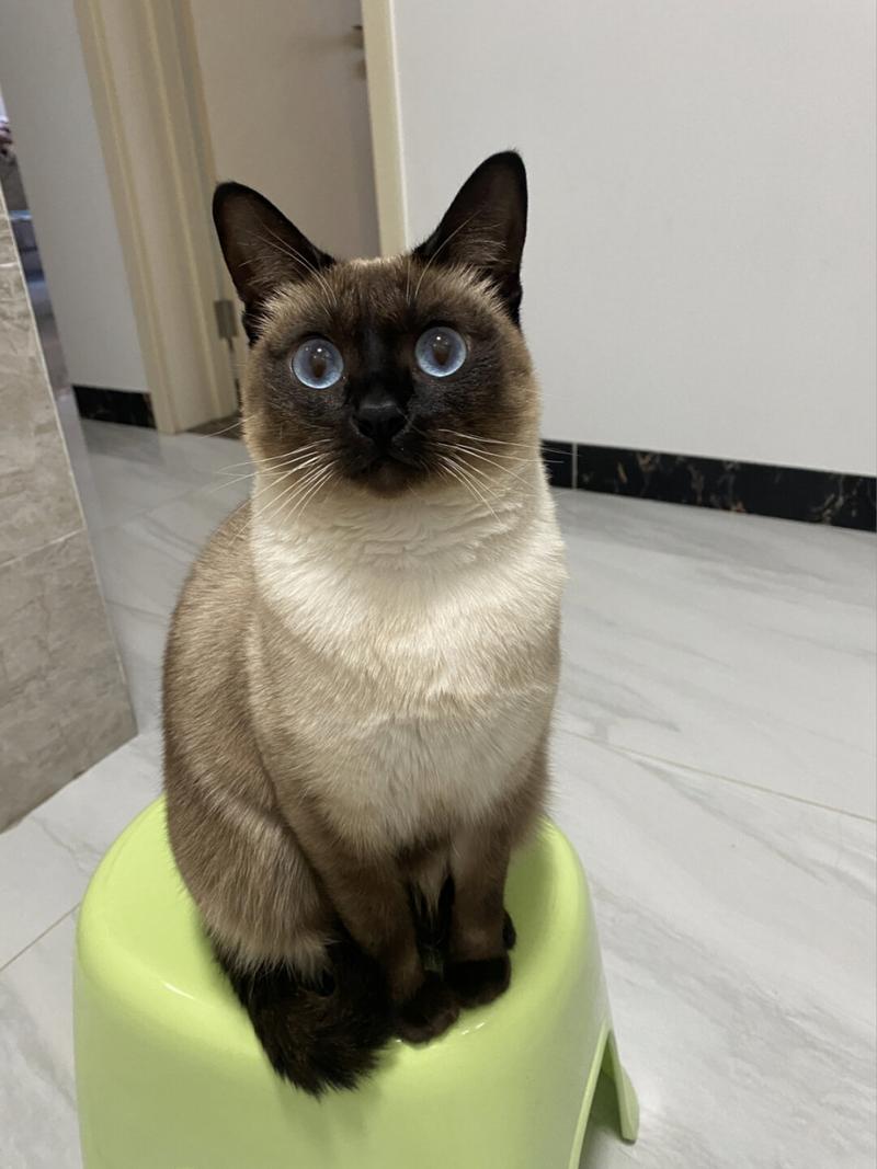 猫咪肚子抽搐怎么回事,猫咪肚子抽搐是什么情况-第5张图片-后鲨宠物 猫咪肚子抽搐怎么回事,猫咪肚子抽搐是什么情况-第5张图片-后鲨宠物