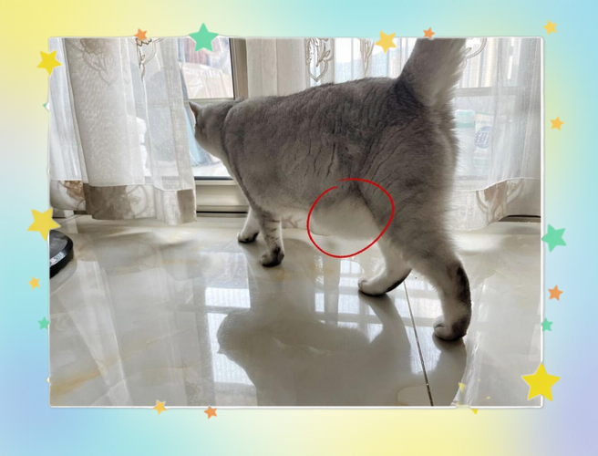 猫咪肚子抽搐怎么回事,猫咪肚子抽搐是什么情况-第6张图片-后鲨宠物 猫咪肚子抽搐怎么回事,猫咪肚子抽搐是什么情况-第6张图片-后鲨宠物