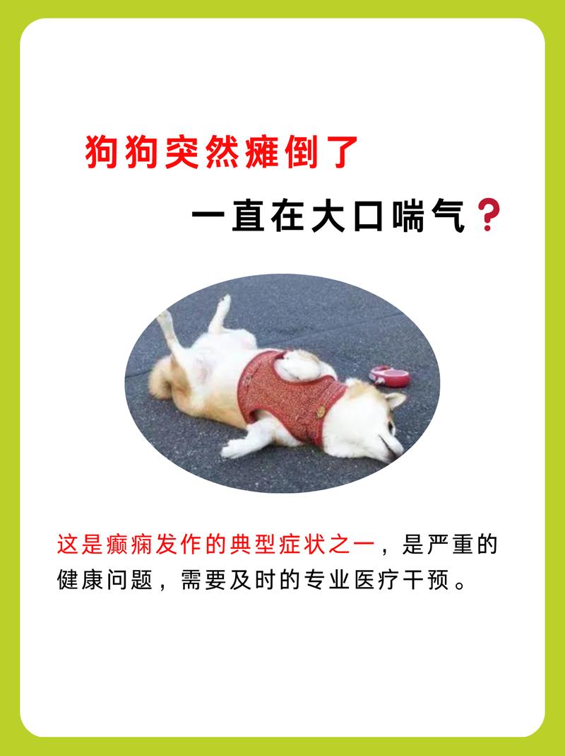 狗狗大口喘气怎么回事_狗狗大口喘气怎么回事趴不下去了-第3张图片-后鲨宠物 狗狗大口喘气怎么回事_狗狗大口喘气怎么回事趴不下去了-第3张图片-后鲨宠物