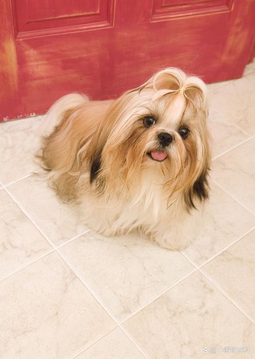 狗狗大口喘气怎么回事_狗狗大口喘气怎么回事趴不下去了-第5张图片-后鲨宠物 狗狗大口喘气怎么回事_狗狗大口喘气怎么回事趴不下去了-第5张图片-后鲨宠物