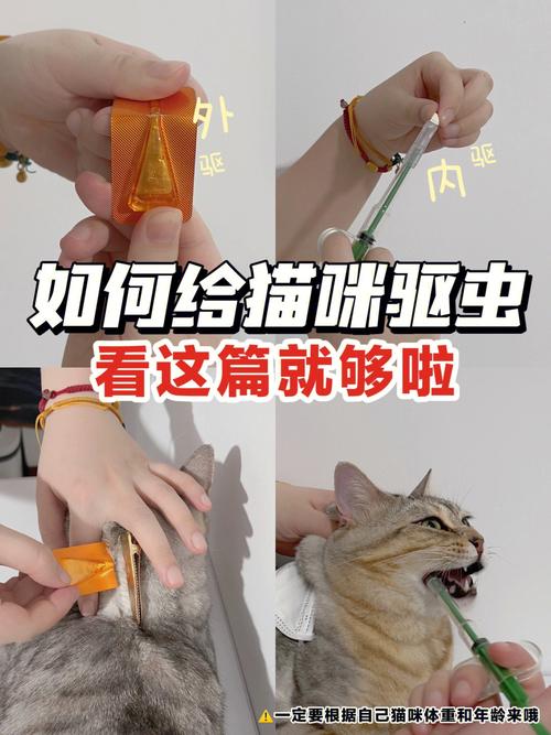 猫咪体内外驱虫怎么做_猫咪体内外驱虫怎么操作-第5张图片-后鲨宠物 猫咪体内外驱虫怎么做_猫咪体内外驱虫怎么操作-第5张图片-后鲨宠物