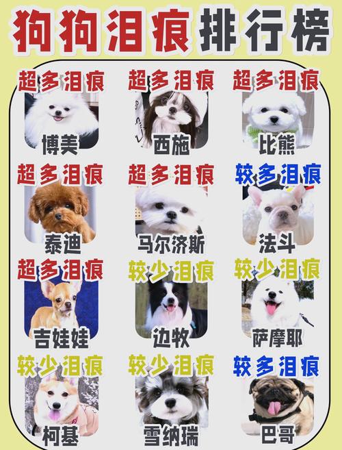 狗狗泪腺堵塞怎么办_狗狗泪道堵塞怎么办-第1张图片-后鲨宠物 狗狗泪腺堵塞怎么办_狗狗泪道堵塞怎么办-第1张图片-后鲨宠物