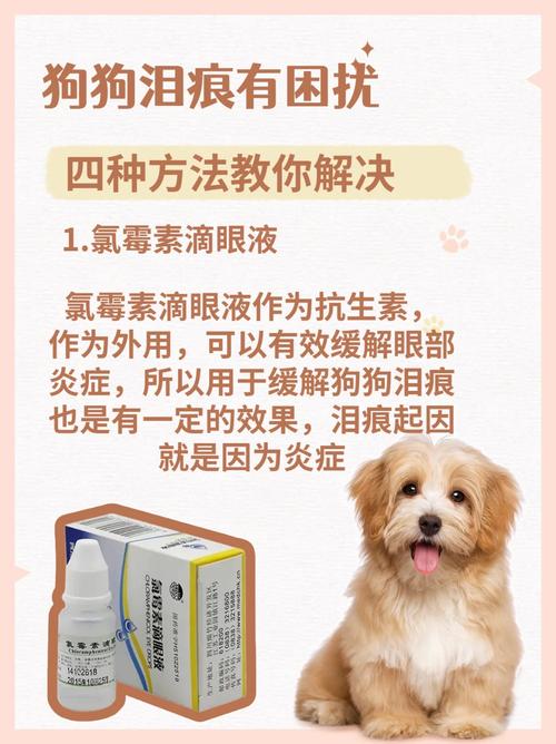 狗狗泪腺堵塞怎么办_狗狗泪道堵塞怎么办-第3张图片-后鲨宠物 狗狗泪腺堵塞怎么办_狗狗泪道堵塞怎么办-第3张图片-后鲨宠物