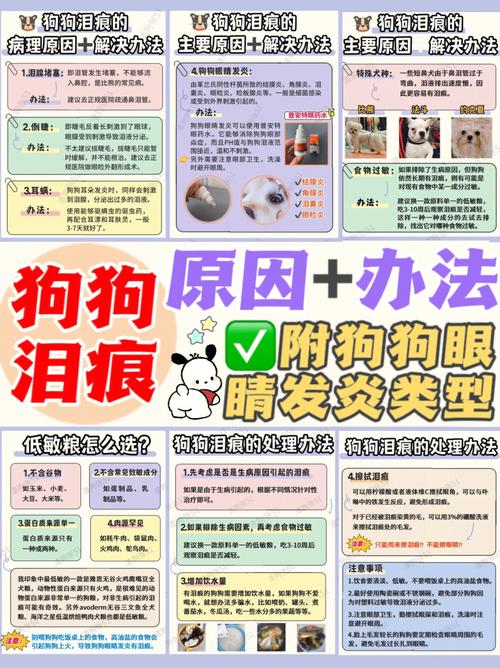 狗狗泪腺堵塞怎么办_狗狗泪道堵塞怎么办-第5张图片-后鲨宠物 狗狗泪腺堵塞怎么办_狗狗泪道堵塞怎么办-第5张图片-后鲨宠物
