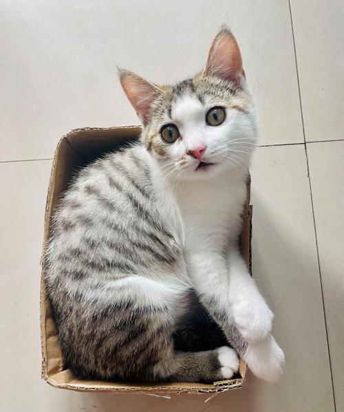 猫咪多久可以洗澡_猫咪多久可以洗澡合适-第1张图片-后鲨宠物 猫咪多久可以洗澡_猫咪多久可以洗澡合适-第1张图片-后鲨宠物