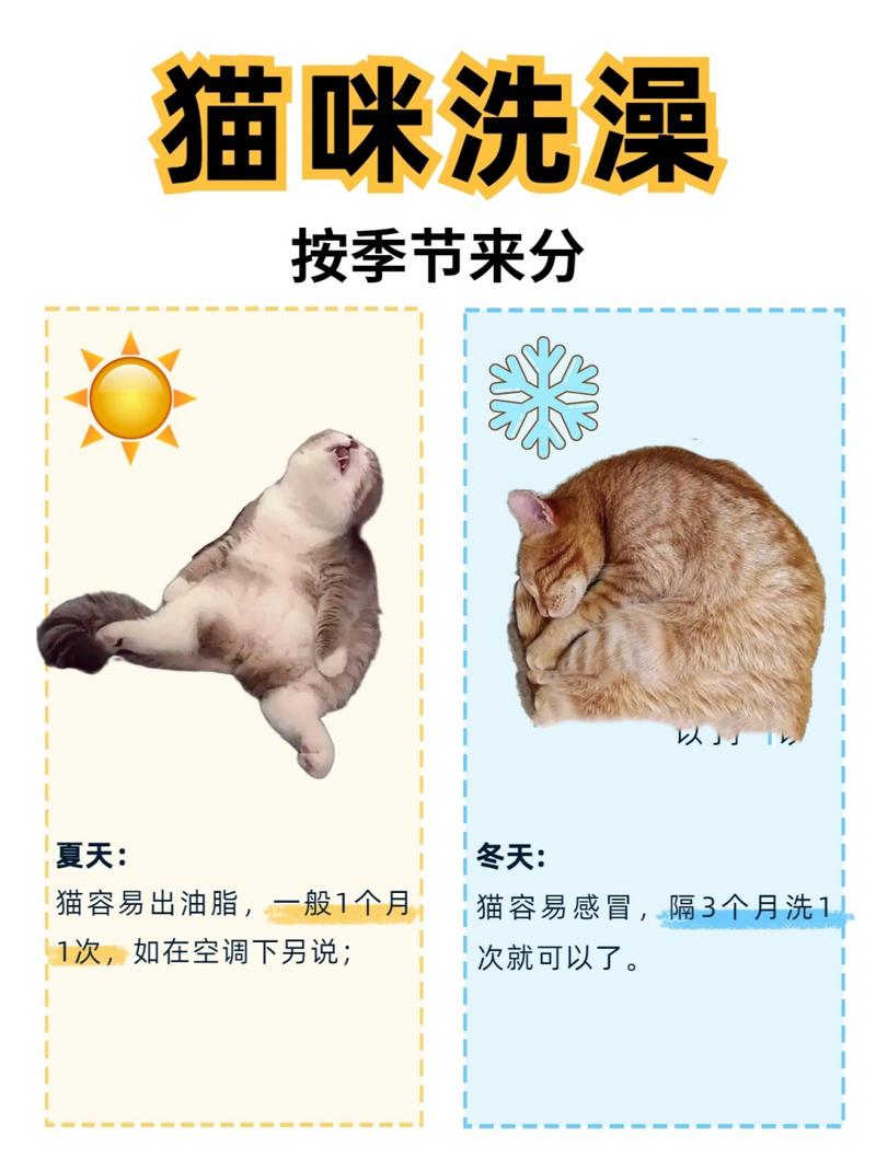 猫咪多久可以洗澡_猫咪多久可以洗澡合适-第3张图片-后鲨宠物 猫咪多久可以洗澡_猫咪多久可以洗澡合适-第3张图片-后鲨宠物