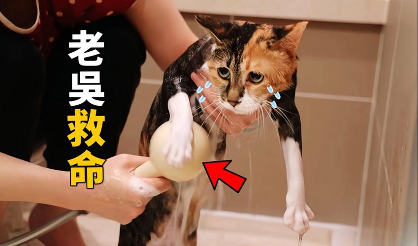 猫咪多久可以洗澡_猫咪多久可以洗澡合适-第4张图片-后鲨宠物 猫咪多久可以洗澡_猫咪多久可以洗澡合适-第4张图片-后鲨宠物