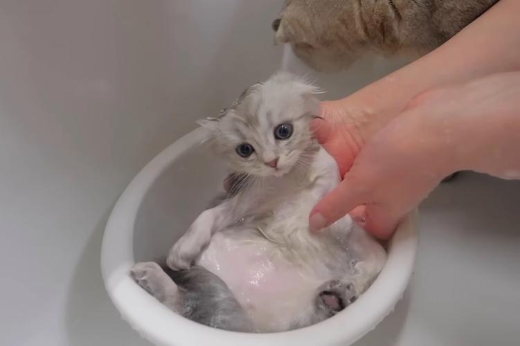 猫咪多久可以洗澡_猫咪多久可以洗澡合适-第5张图片-后鲨宠物 猫咪多久可以洗澡_猫咪多久可以洗澡合适-第5张图片-后鲨宠物
