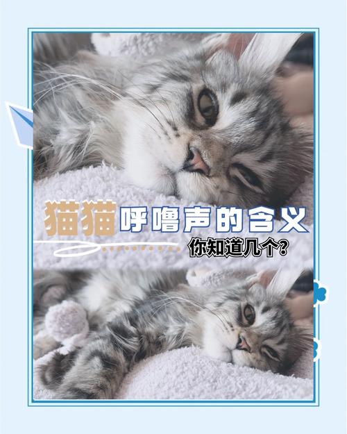 猫咪咕咕叫什么意思,猫咪咕咕的叫为什么-第4张图片-后鲨宠物 猫咪咕咕叫什么意思,猫咪咕咕的叫为什么-第4张图片-后鲨宠物