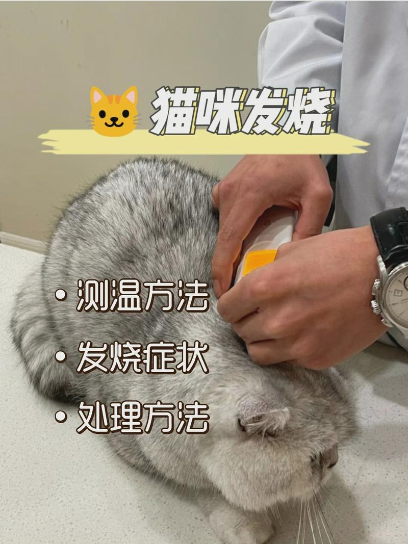 猫咪体温低怎么办,猫咪体温低怎么治疗?-第3张图片-后鲨宠物 猫咪体温低怎么办,猫咪体温低怎么治疗?-第3张图片-后鲨宠物