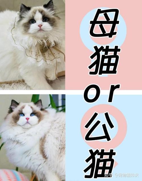  如何辨别猫咪是否怀孕，如何辨别猫咪是否怀孕了-第2张图片-后鲨宠物