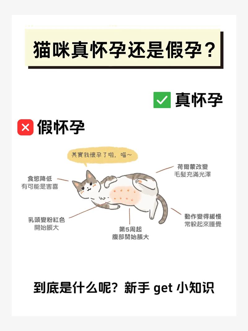  如何辨别猫咪是否怀孕，如何辨别猫咪是否怀孕了-第5张图片-后鲨宠物