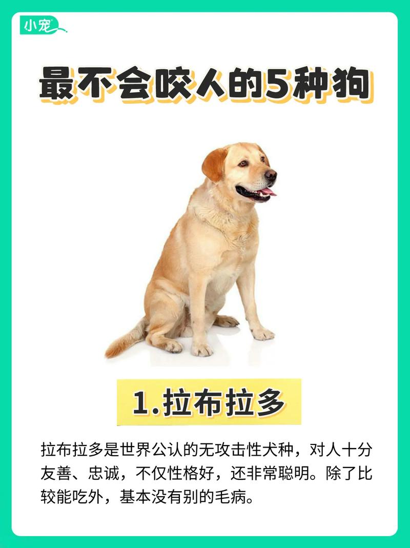 什么狗狗不咬人,什么狗不咬主人-第4张图片-后鲨宠物 什么狗狗不咬人,什么狗不咬主人-第4张图片-后鲨宠物