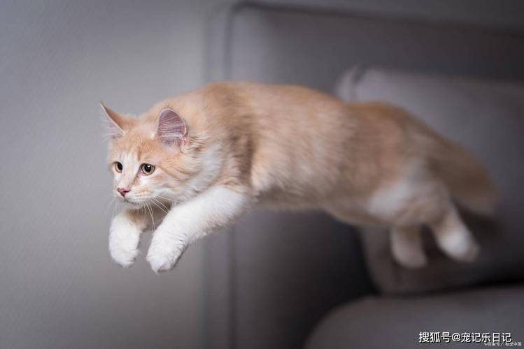 猫咪发情期持续多长时间_猫咪发情期持续多长时间啊-第5张图片-后鲨宠物 猫咪发情期持续多长时间_猫咪发情期持续多长时间啊-第5张图片-后鲨宠物