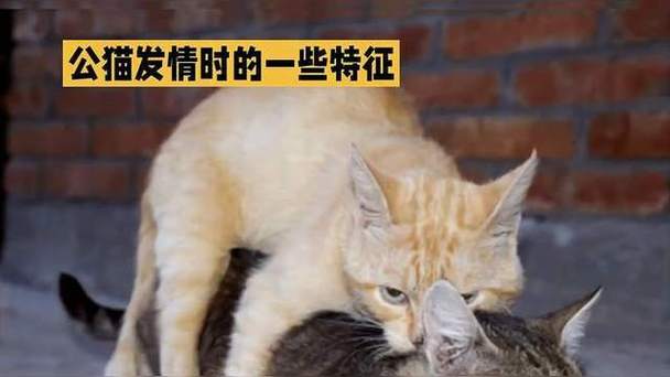 猫咪发情期持续多长时间_猫咪发情期持续多长时间啊-第6张图片-后鲨宠物 猫咪发情期持续多长时间_猫咪发情期持续多长时间啊-第6张图片-后鲨宠物
