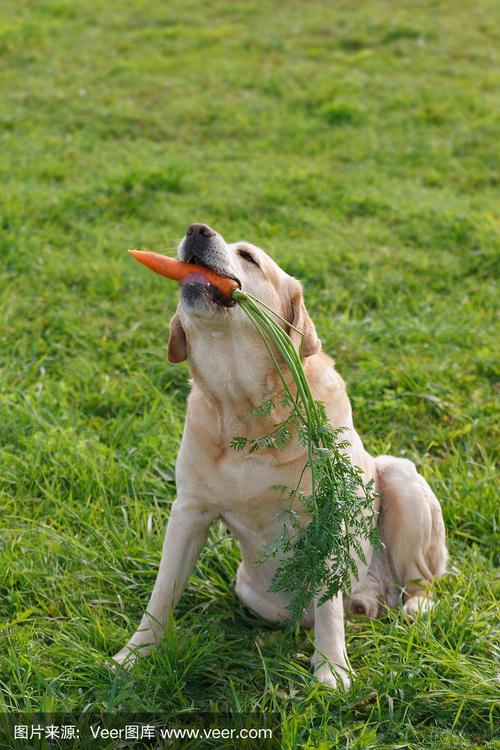 狗狗吃胡萝卜好吗_狗狗吃胡萝卜的好处-第5张图片-后鲨宠物 狗狗吃胡萝卜好吗_狗狗吃胡萝卜的好处-第5张图片-后鲨宠物