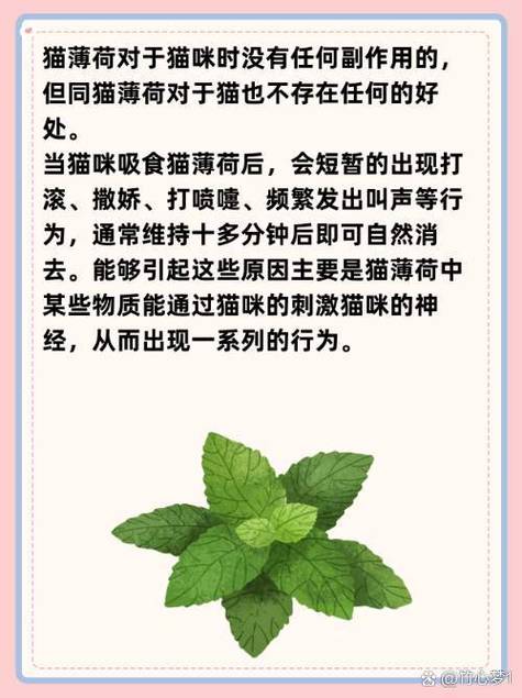 猫薄荷对猫咪的害处,猫薄荷对猫咪的害处有哪些?-第2张图片-后鲨宠物 猫薄荷对猫咪的害处,猫薄荷对猫咪的害处有哪些?-第2张图片-后鲨宠物