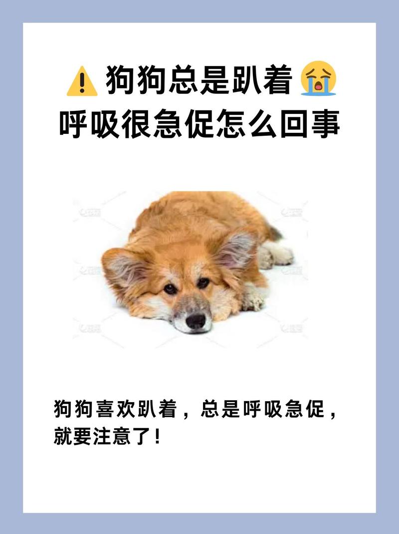 为什么狗狗呼吸很急促,狗狗为什么会 呼吸特别急促-第2张图片-后鲨宠物 为什么狗狗呼吸很急促,狗狗为什么会 呼吸特别急促-第2张图片-后鲨宠物