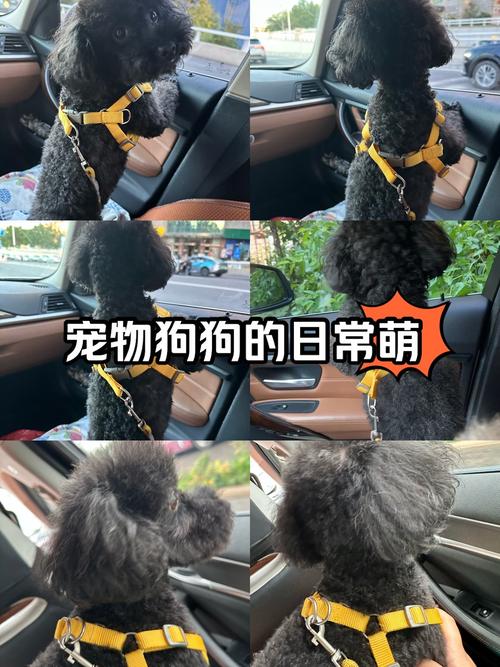 狗狗都在想什么,狗狗都在想什么东西-第3张图片-后鲨宠物 狗狗都在想什么,狗狗都在想什么东西-第3张图片-后鲨宠物