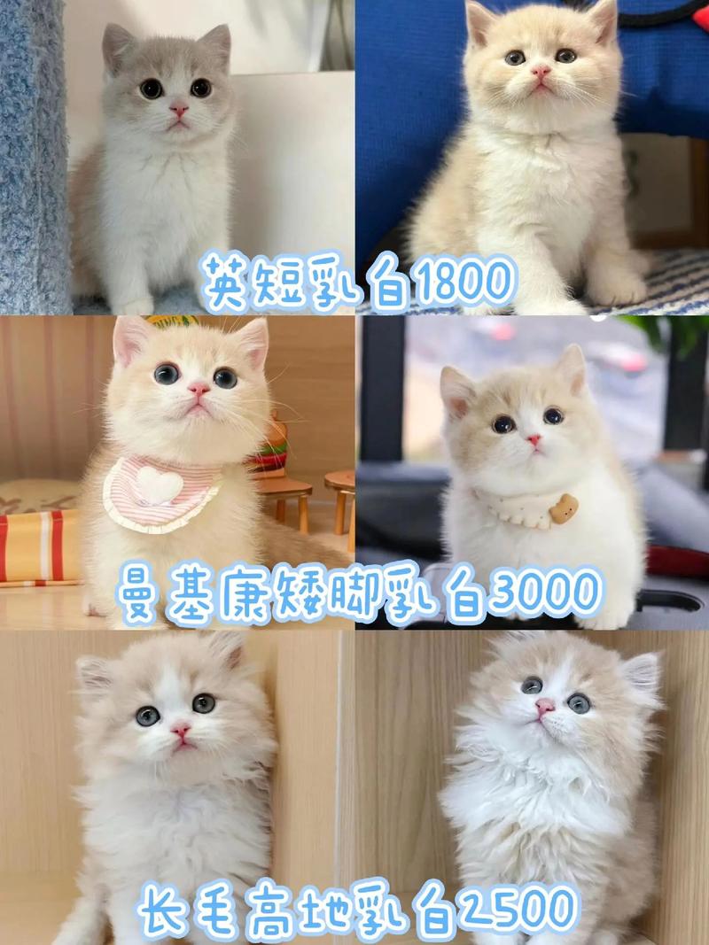 给小猫咪取名字大全,给小猫咪取名字大全霸气?-第3张图片-后鲨宠物 给小猫咪取名字大全,给小猫咪取名字大全霸气?-第3张图片-后鲨宠物