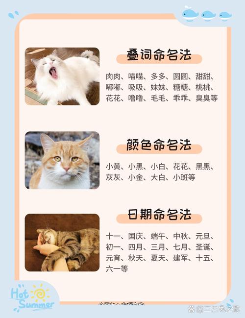 给小猫咪取名字大全,给小猫咪取名字大全霸气?-第5张图片-后鲨宠物 给小猫咪取名字大全,给小猫咪取名字大全霸气?-第5张图片-后鲨宠物