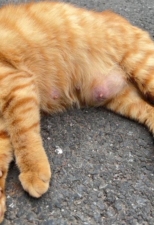 猫咪乳腺炎能自愈吗,猫咪得乳腺炎用什么药?-第1张图片-后鲨宠物 猫咪乳腺炎能自愈吗,猫咪得乳腺炎用什么药?-第1张图片-后鲨宠物