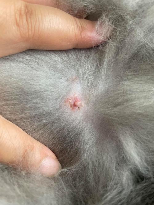 猫咪乳腺炎能自愈吗,猫咪得乳腺炎用什么药?-第2张图片-后鲨宠物 猫咪乳腺炎能自愈吗,猫咪得乳腺炎用什么药?-第2张图片-后鲨宠物