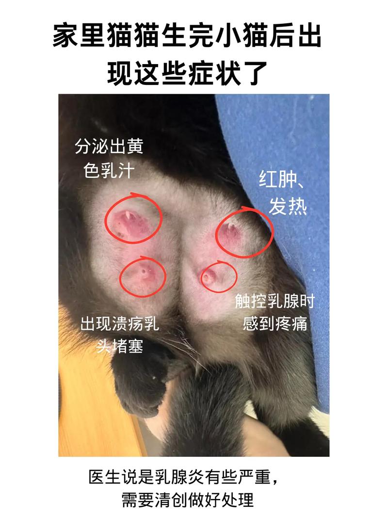 猫咪乳腺炎能自愈吗,猫咪得乳腺炎用什么药?-第3张图片-后鲨宠物 猫咪乳腺炎能自愈吗,猫咪得乳腺炎用什么药?-第3张图片-后鲨宠物