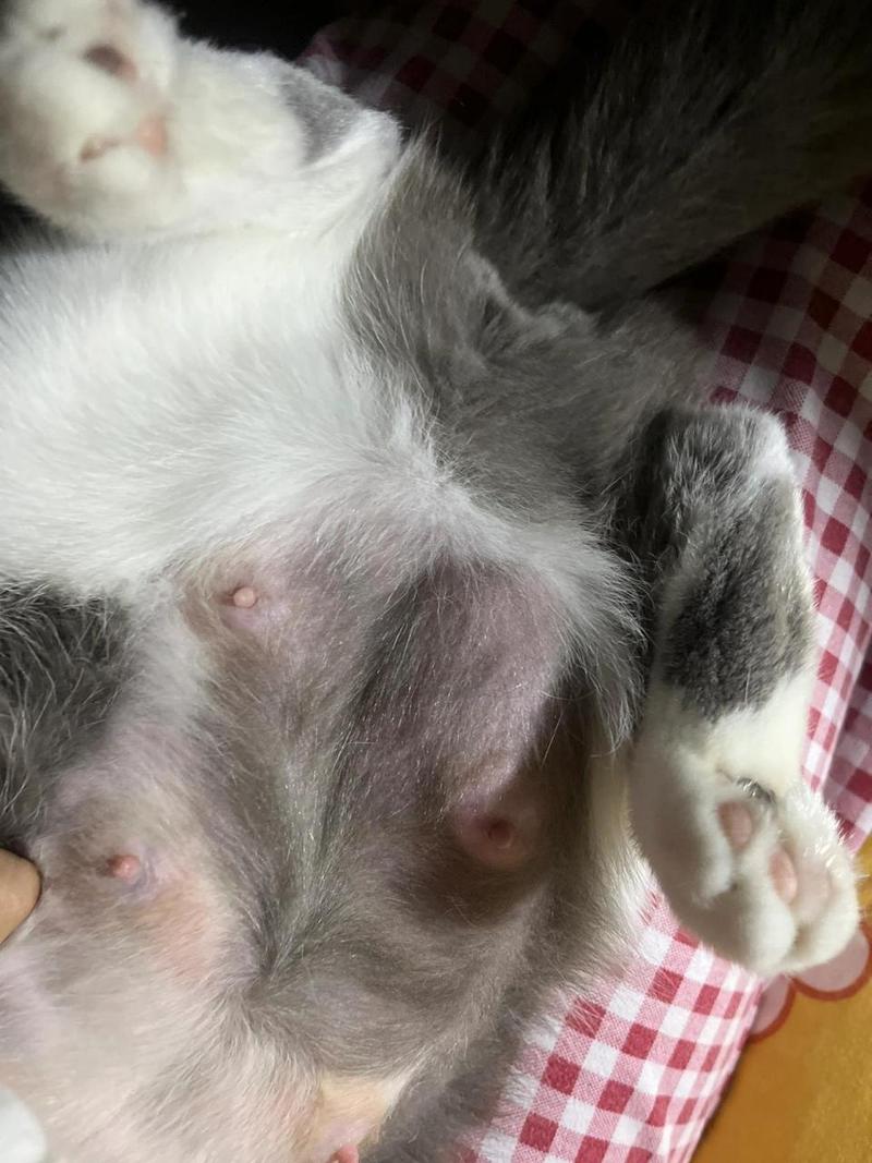 猫咪乳腺炎能自愈吗,猫咪得乳腺炎用什么药?-第4张图片-后鲨宠物 猫咪乳腺炎能自愈吗,猫咪得乳腺炎用什么药?-第4张图片-后鲨宠物