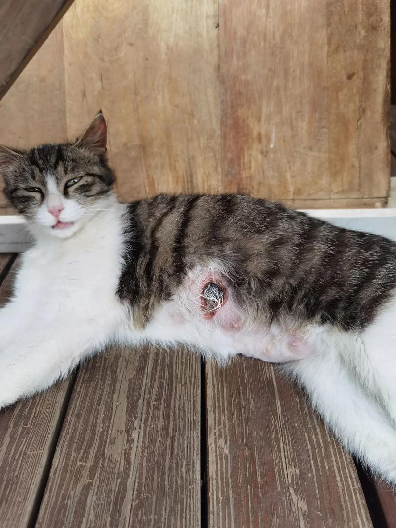 猫咪乳腺炎能自愈吗,猫咪得乳腺炎用什么药?-第5张图片-后鲨宠物 猫咪乳腺炎能自愈吗,猫咪得乳腺炎用什么药?-第5张图片-后鲨宠物