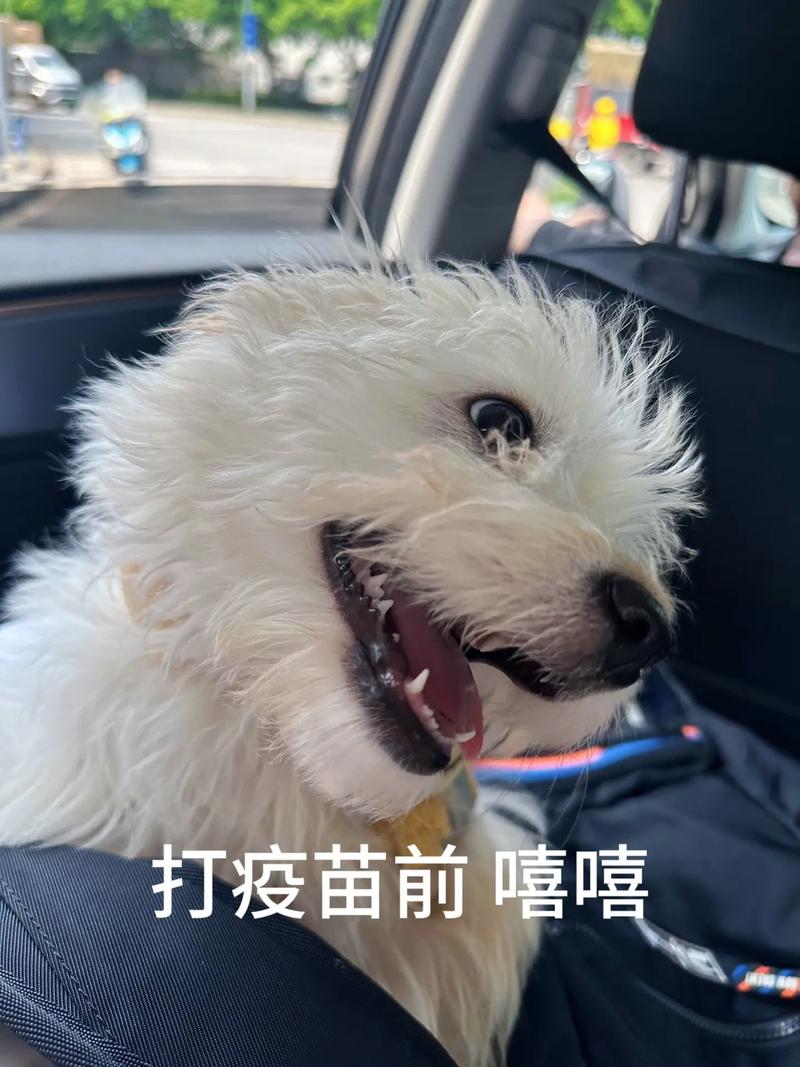 狗狗不打针会怎么样,狗狗不打针会怎么样吗-第6张图片-后鲨宠物 狗狗不打针会怎么样,狗狗不打针会怎么样吗-第6张图片-后鲨宠物