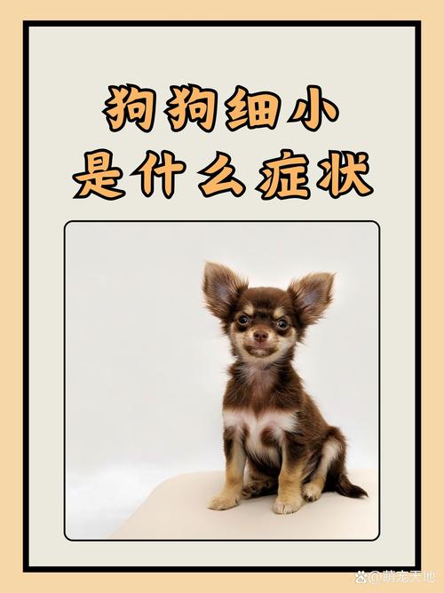 狗狗得了细小的症状,狗狗得了细小的症状怎么治疗?-第5张图片-后鲨宠物 狗狗得了细小的症状,狗狗得了细小的症状怎么治疗?-第5张图片-后鲨宠物