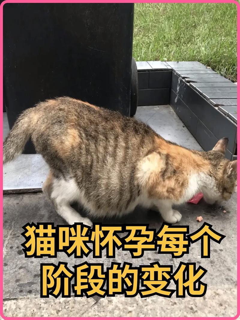 猫咪怀孕多少天生_母猫生产前的征兆-第3张图片-后鲨宠物 猫咪怀孕多少天生_母猫生产前的征兆-第3张图片-后鲨宠物