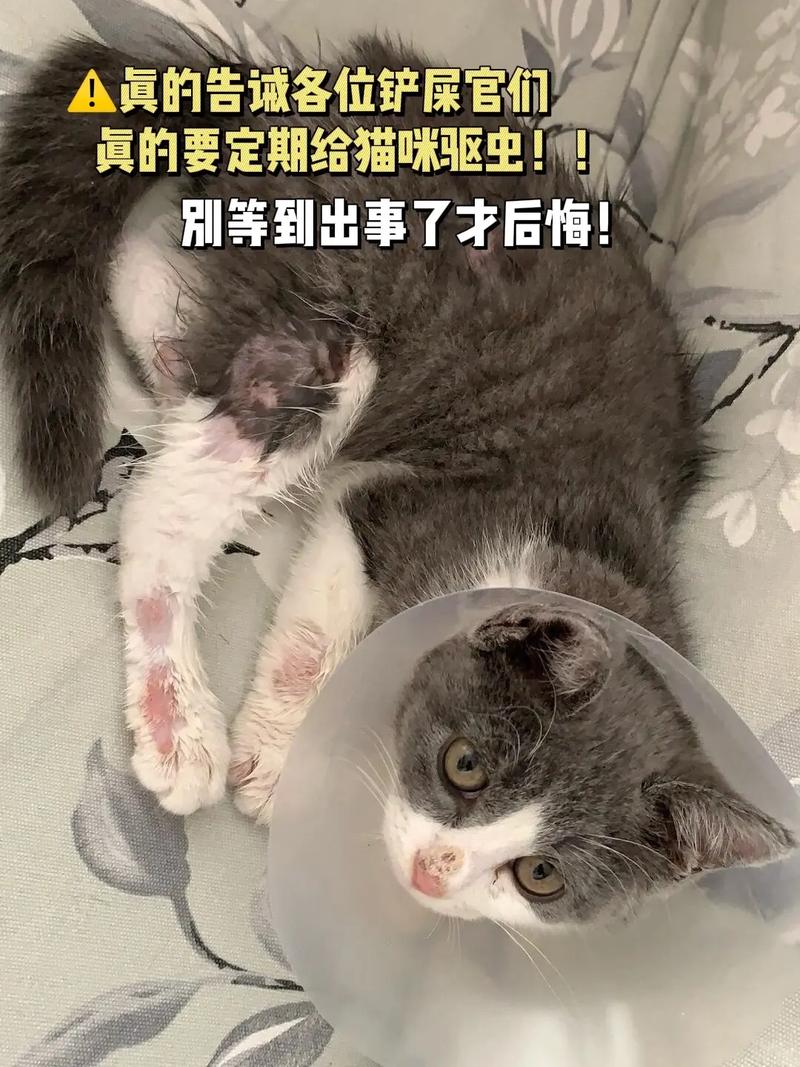 猫咪需要驱虫的表现,猫咪需要做驱虫的表现-第5张图片-后鲨宠物 猫咪需要驱虫的表现,猫咪需要做驱虫的表现-第5张图片-后鲨宠物