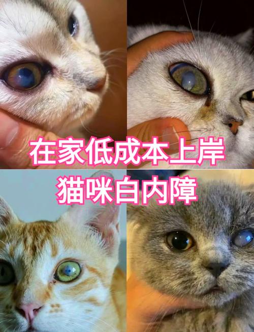 猫咪白内障怎么办,猫咪白内障图片大全-第2张图片-后鲨宠物 猫咪白内障怎么办,猫咪白内障图片大全-第2张图片-后鲨宠物
