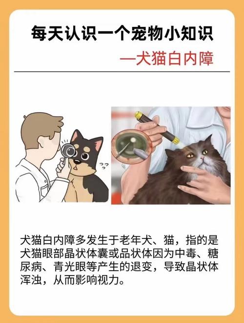 猫咪白内障怎么办,猫咪白内障图片大全-第3张图片-后鲨宠物 猫咪白内障怎么办,猫咪白内障图片大全-第3张图片-后鲨宠物