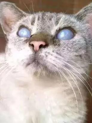 猫咪白内障怎么办,猫咪白内障图片大全-第4张图片-后鲨宠物 猫咪白内障怎么办,猫咪白内障图片大全-第4张图片-后鲨宠物