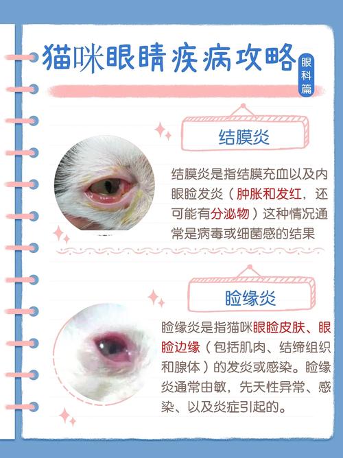 猫咪白内障怎么办,猫咪白内障图片大全-第5张图片-后鲨宠物 猫咪白内障怎么办,猫咪白内障图片大全-第5张图片-后鲨宠物