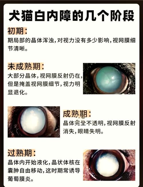 猫咪白内障怎么办,猫咪白内障图片大全-第6张图片-后鲨宠物 猫咪白内障怎么办,猫咪白内障图片大全-第6张图片-后鲨宠物