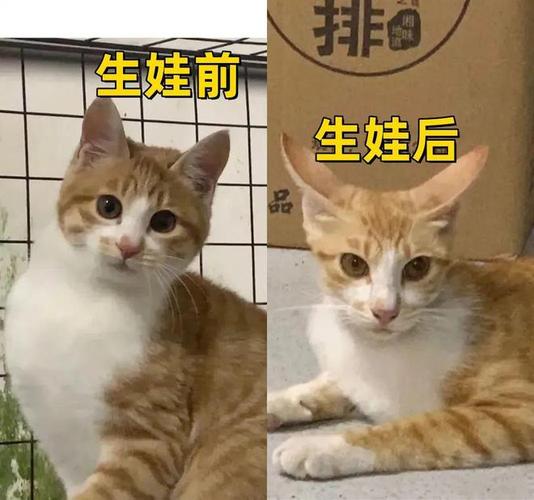 猫咪生产前一天征兆_猫咪生产前一天征兆是什么-第2张图片-后鲨宠物