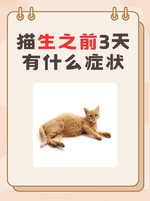 猫咪生产前一天征兆_猫咪生产前一天征兆是什么-第5张图片-后鲨宠物
