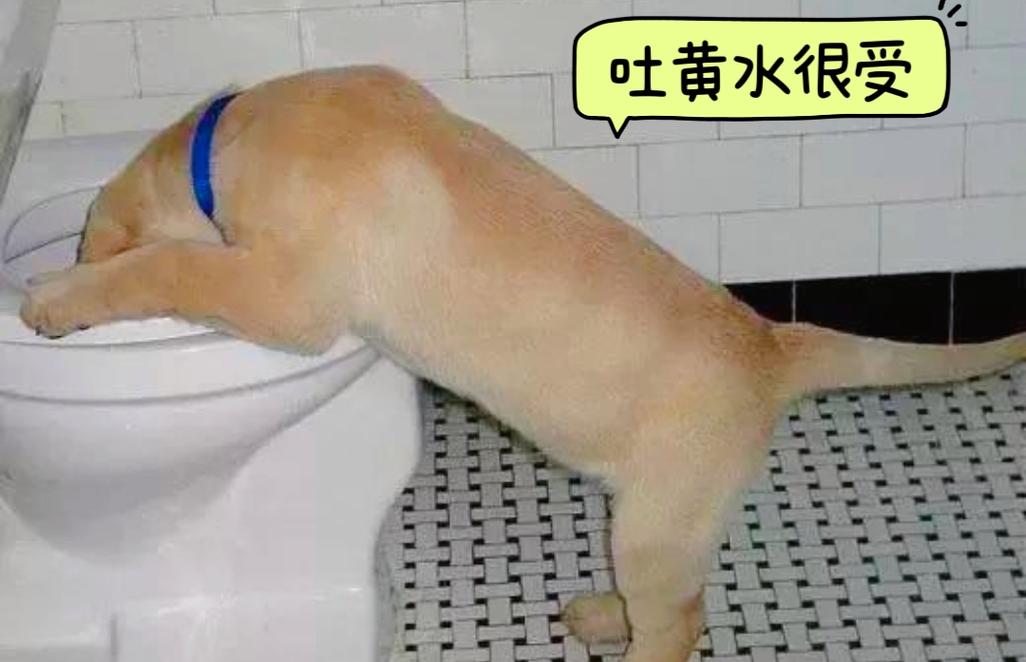 狗狗吃了肥皂会怎么样_狗不小心吃了肥皂会死吗-第3张图片-后鲨宠物 狗狗吃了肥皂会怎么样_狗不小心吃了肥皂会死吗-第3张图片-后鲨宠物