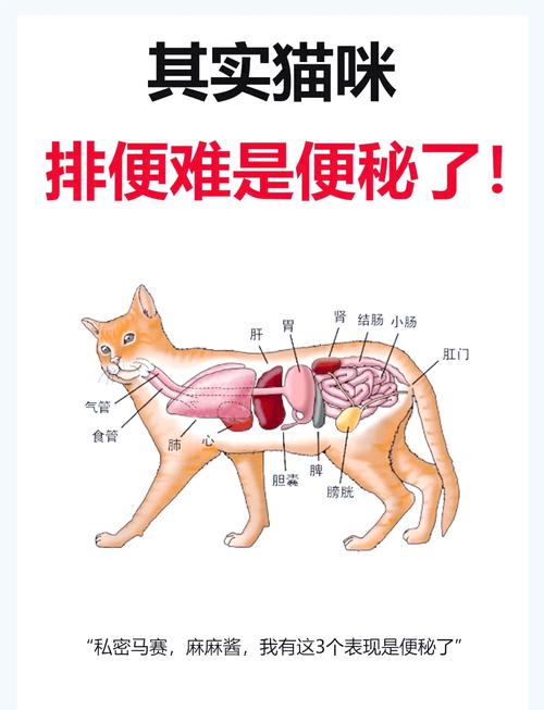 猫咪大便干燥怎么办_猫咪大便干燥是什么样子的-第5张图片-后鲨宠物